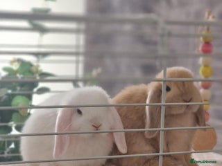 Mini Lop rabbits Two beautiful mini lops - Advert 4