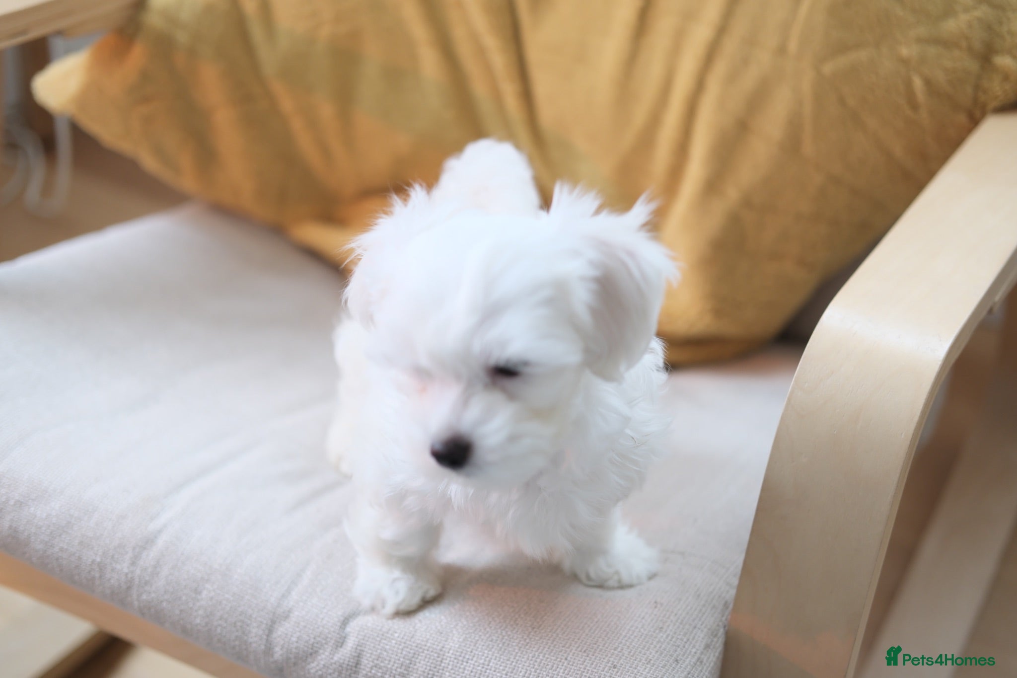 Maltese dogs Maltes puppy  - Advert 3