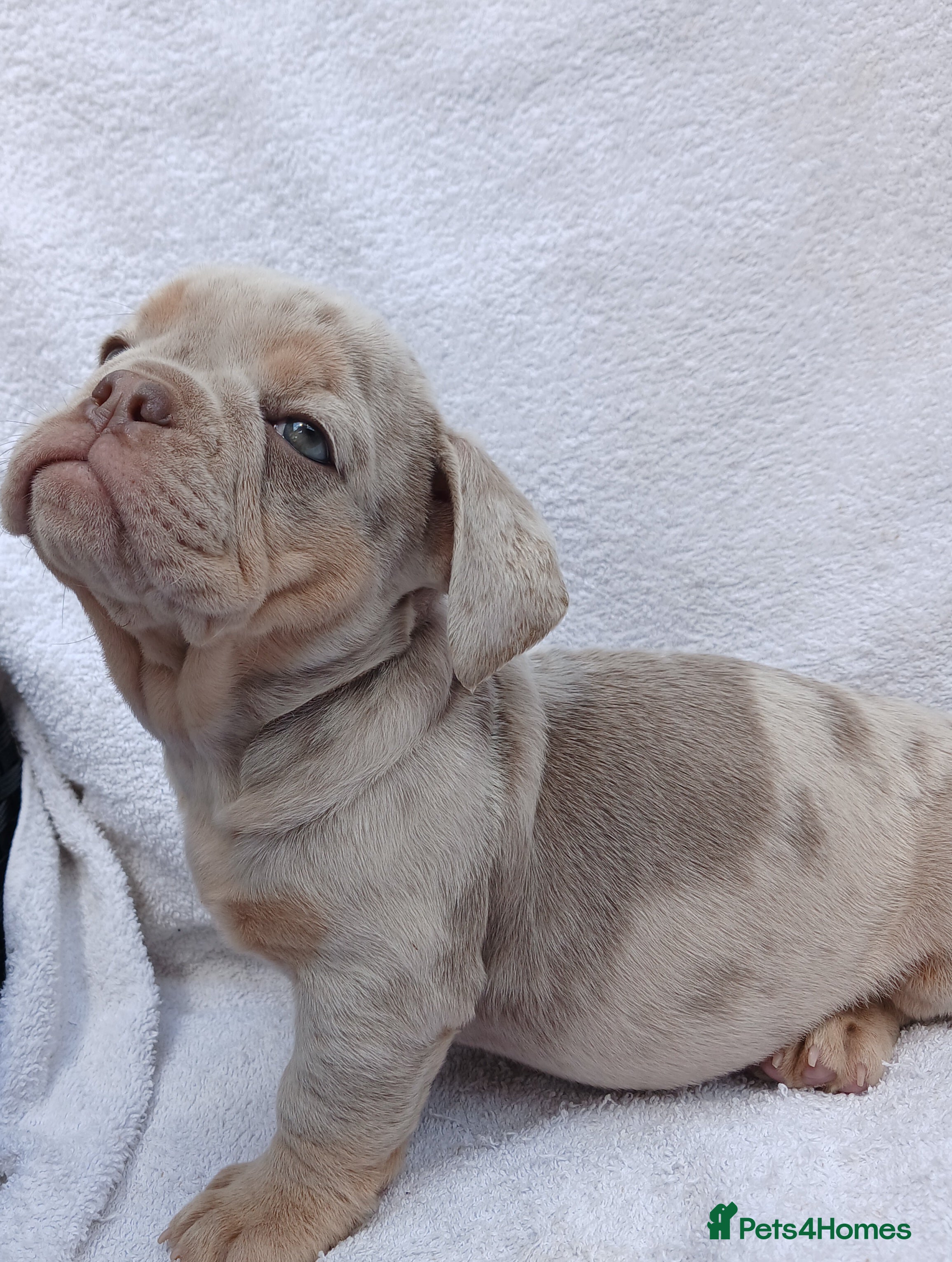 English Bulldog dogs KC Registered Litter of Exotic English Bulldogs - Advert 8