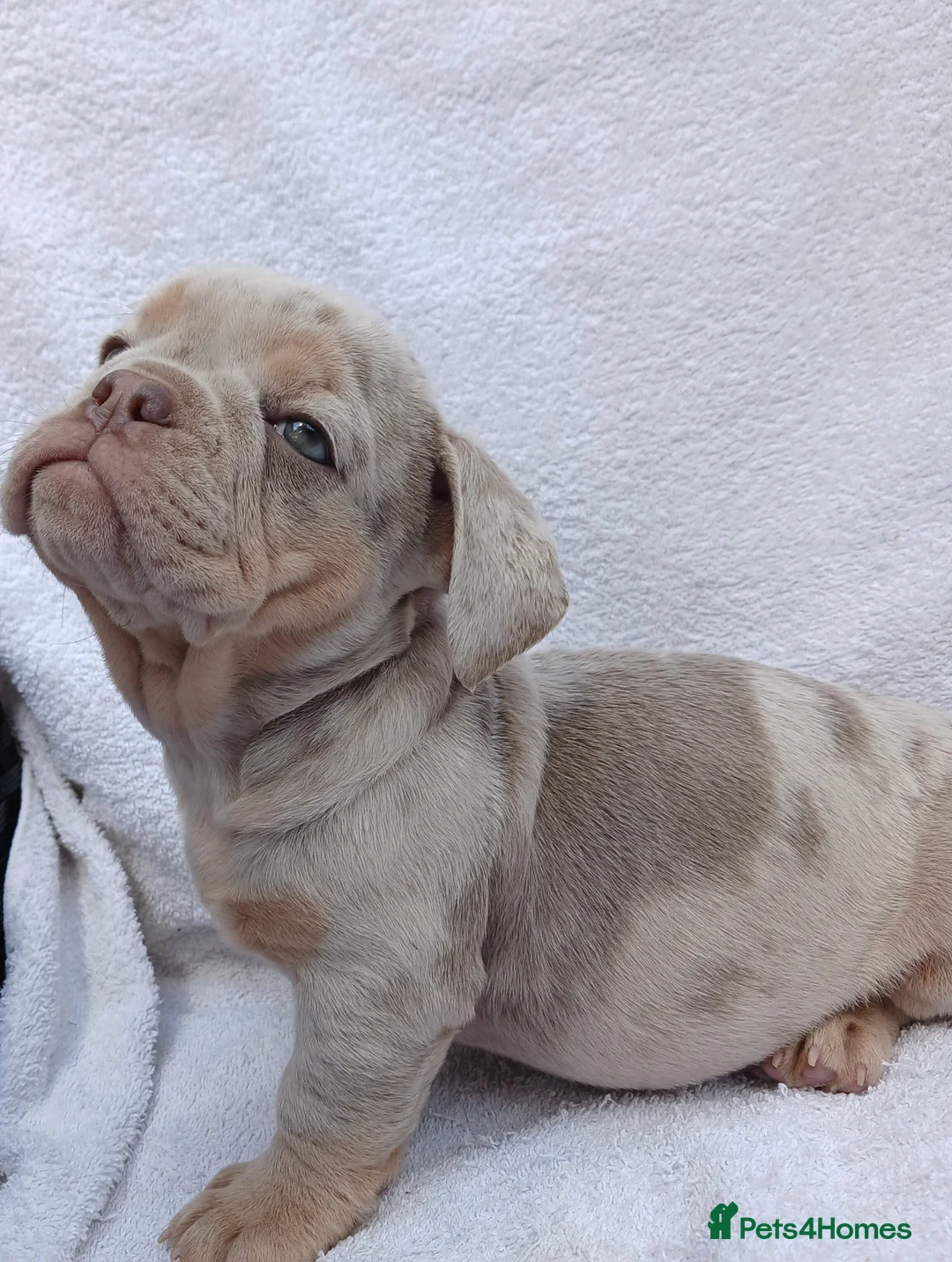 English Bulldog dogs for sale: Litter of Exotic English Bulldogs - Advert 2