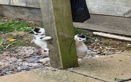 European cats for sale: Adorable Tuxedo Longhair Kittens  - Image 6