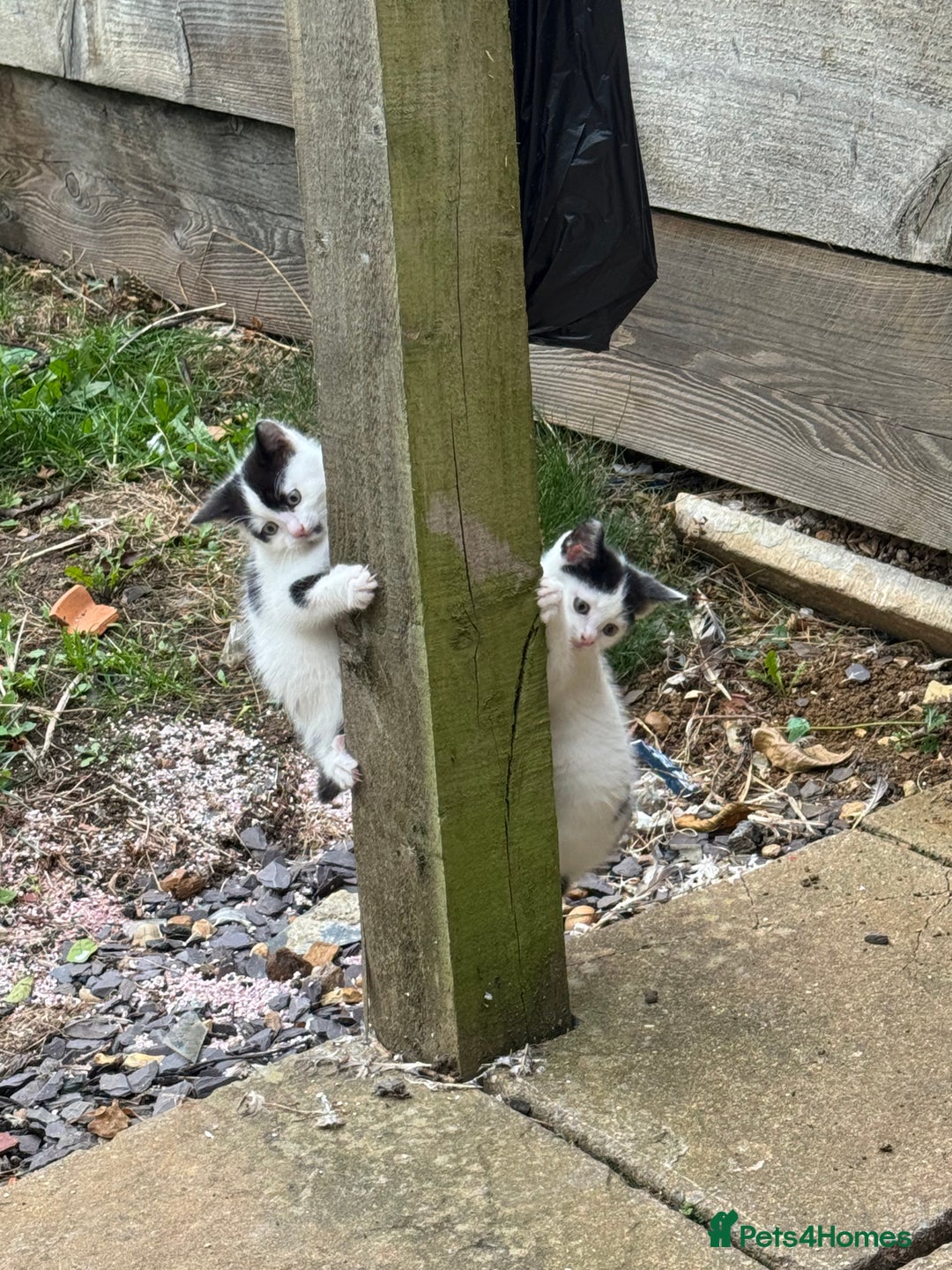 European cats for sale: Adorable Tuxedo Longhair Kittens  - Image 6