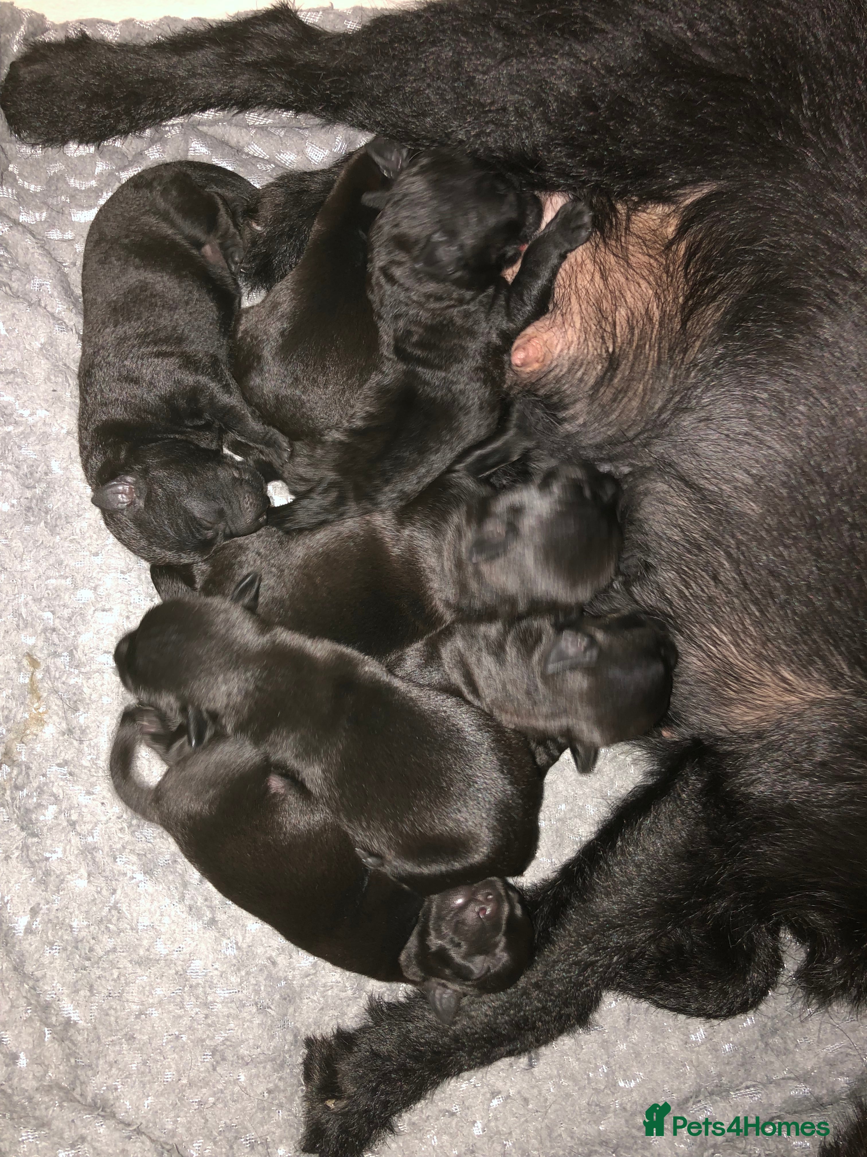 Patterdale Terrier dogs Short & longhaired Patterdale terrier’s - Advert 2