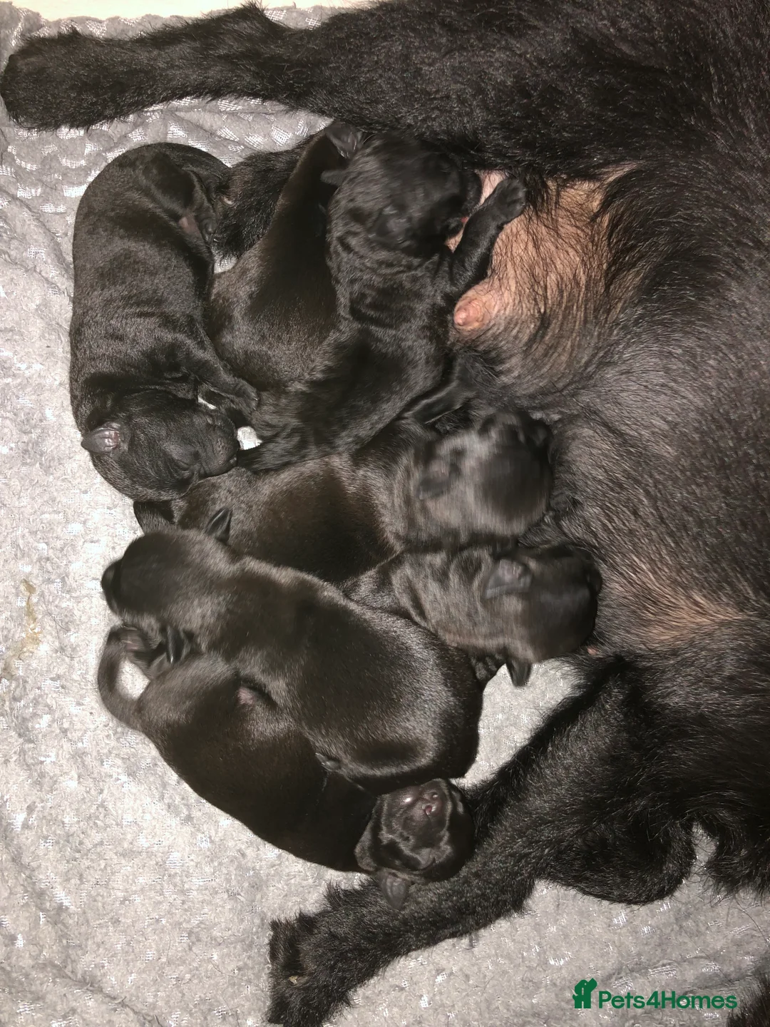 Patterdale Terrier dogs for sale: Short & longhaired Patterdale terrier’s in Burnley - Advert 2