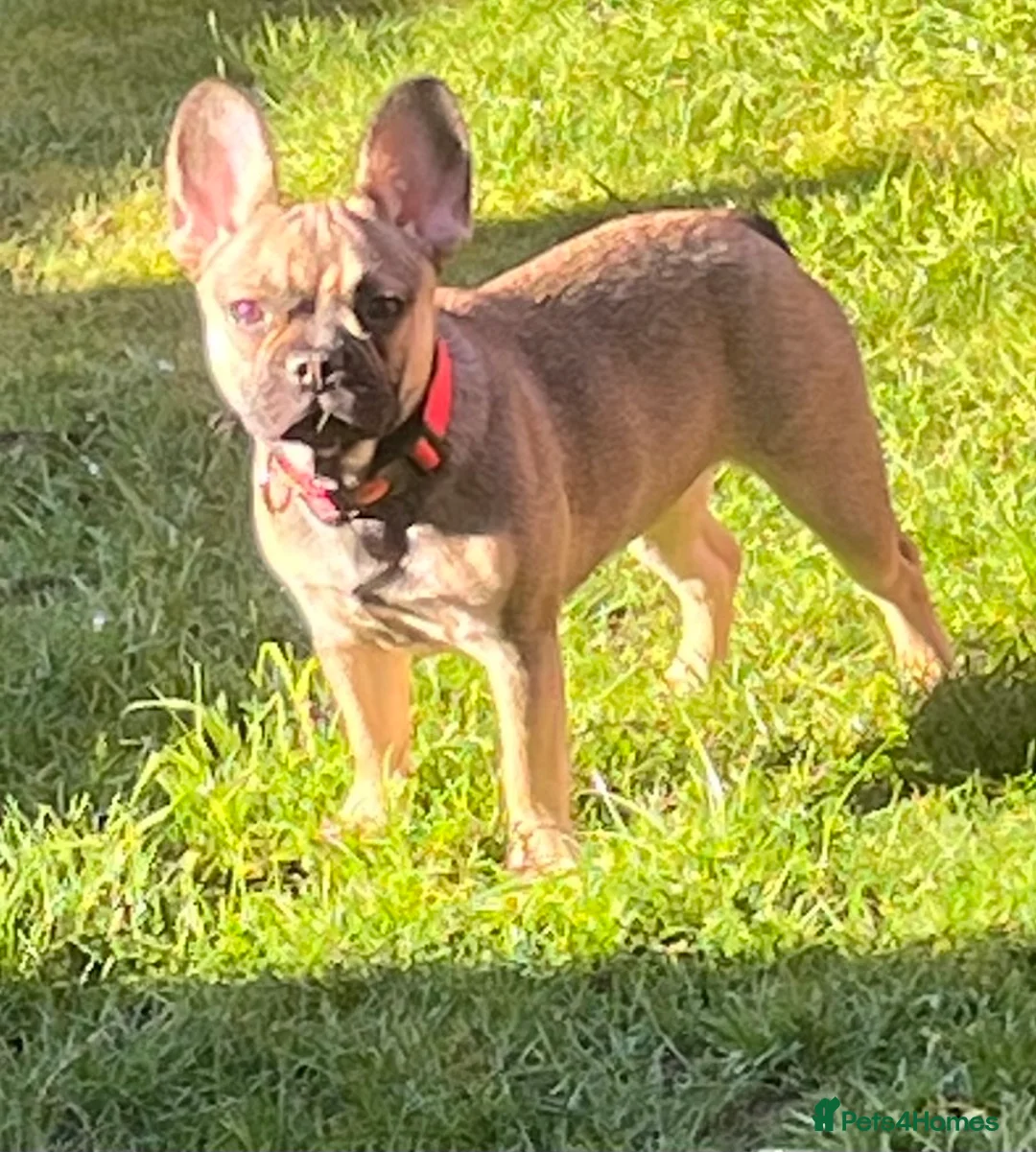 French Bulldog dogs for sale: Beautiful female  - Advert 5