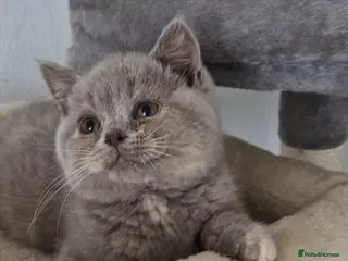 British Shorthair cats Female Lilac Tortie kitten British Shorthair - Advert 10