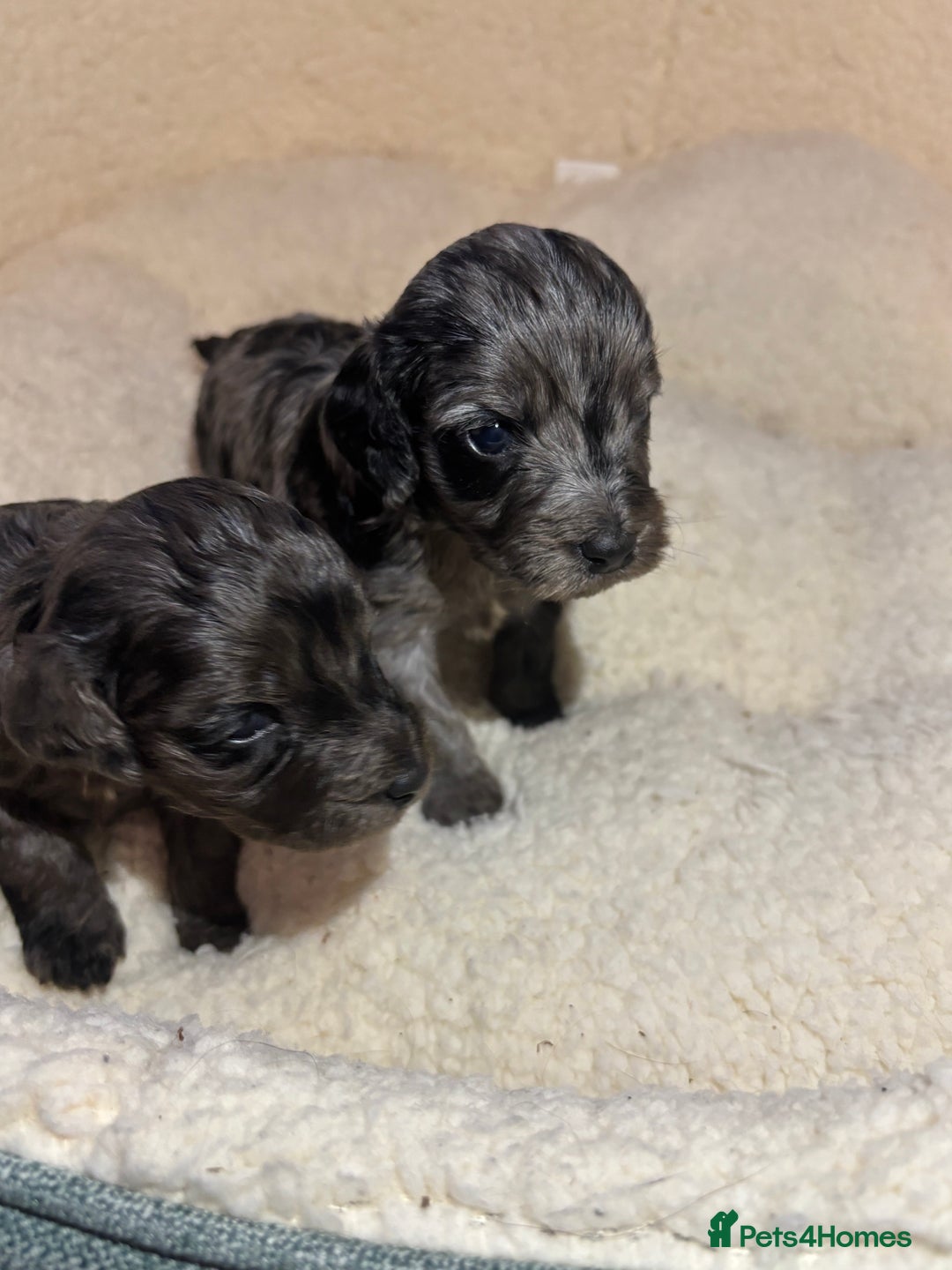 Cockapoo dogs for sale: F1 toy cockapoo’s - Advert 2