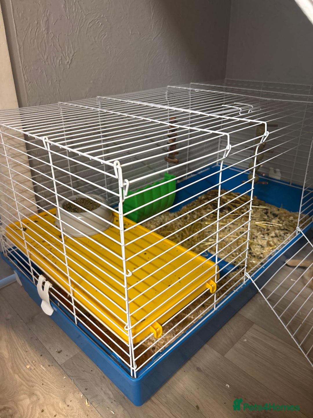 Mixed Breed rabbits for sale: Rabbit  - Advert 4