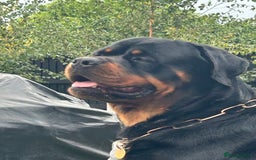 Rottweiler dogs for stud: Hector 60kg plus Rottweiler KC Reg  in Stanford-le-Hope - Image 4