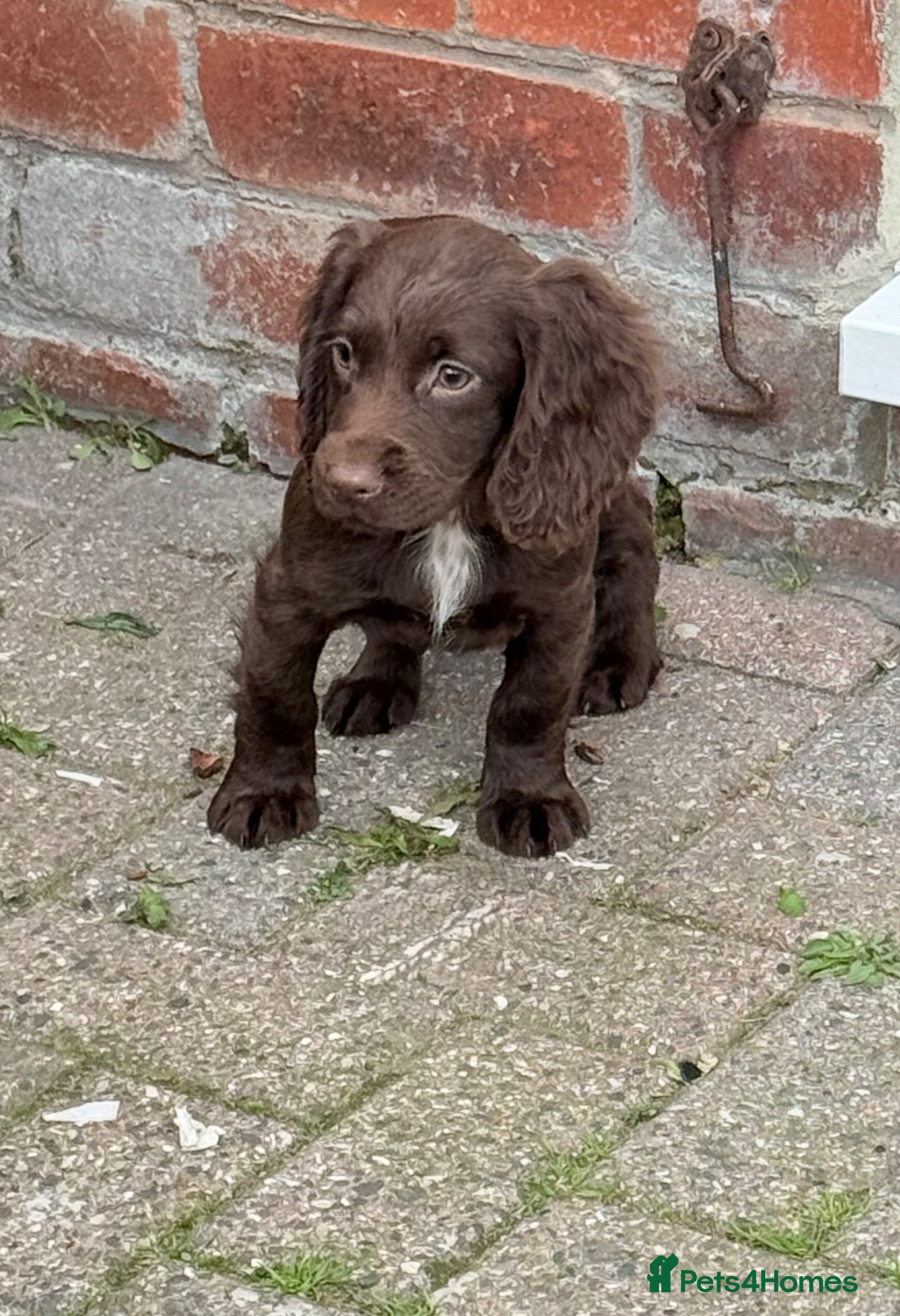 Cocker Spaniel dogs for sale: Cocker spaniel puppies  - Advert 6