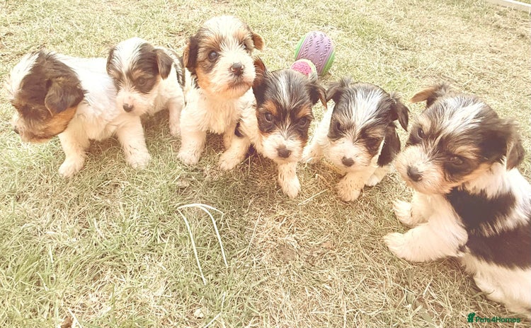 Biewer Terrier dogs - Advert 1