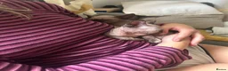 Sphynx cats for sale: Last 2 girls reduced  - Advert 7
