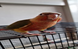 Conures birds for sale: Beautiful fully hand reared conure baby's  - Image 8