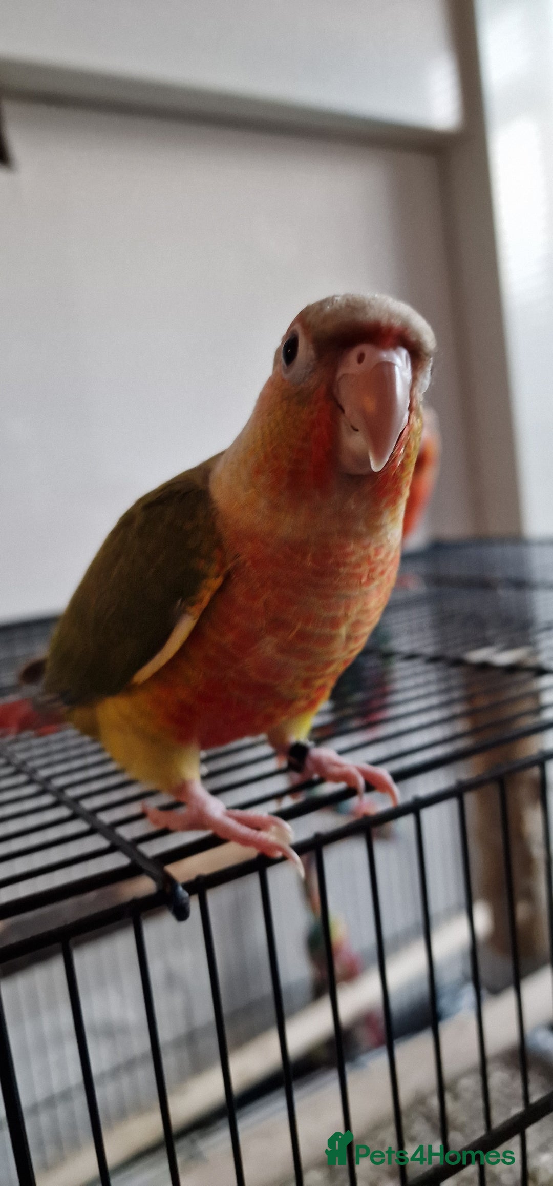 Conures birds for sale: Beautiful fully hand reared conure baby's  - Image 8