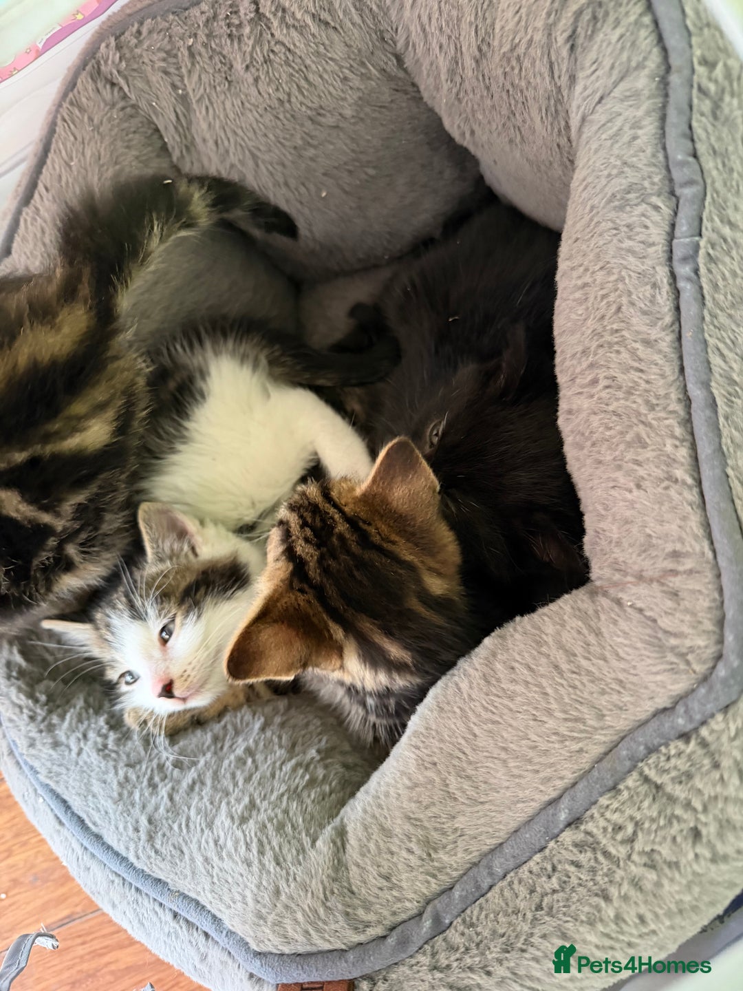 Mixed Breed cats for sale: Kittens for sale  - Advert 5