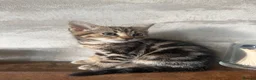 Bengal cats for sale: Bengal mix kittens.  Adorable  in Bradford - Advert 4