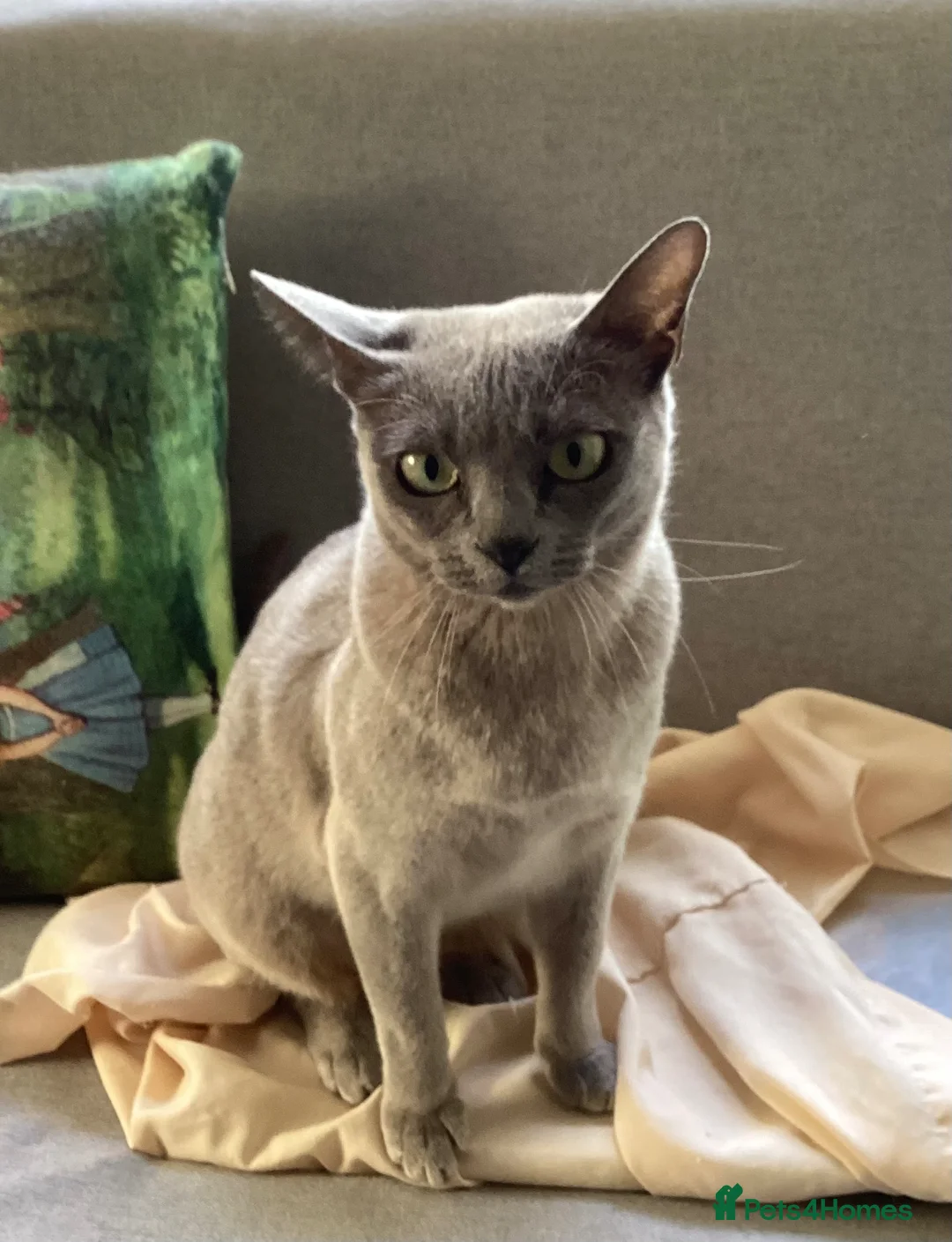 Burmese cats for sale: Burmese young Adult ex breeding queen - Advert 2