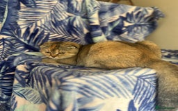 Scottish Fold cats for sale: Kittens Ready for Their Forever Homes - Image 33