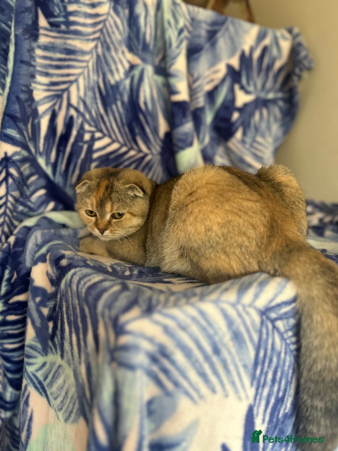 Scottish Fold cats for sale: Kittens Ready for Their Forever Homes - Image 33