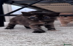 Domestic Shorthair cats for sale: 4 beautiful kittens  - Image 4