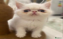 Exotic cats for sale: Outstanding exotic kittens  - Image 24