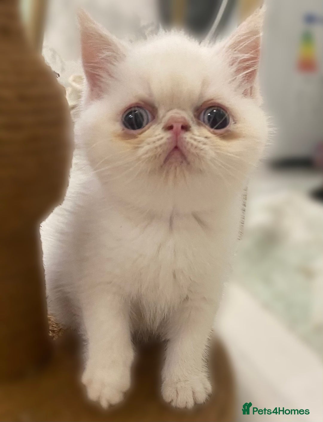 Exotic cats for sale: Outstanding exotic kittens  - Image 24