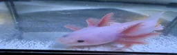 Axolotl reptiles for sale: Rescue Axolotls Looking For New Home  - Advert 8
