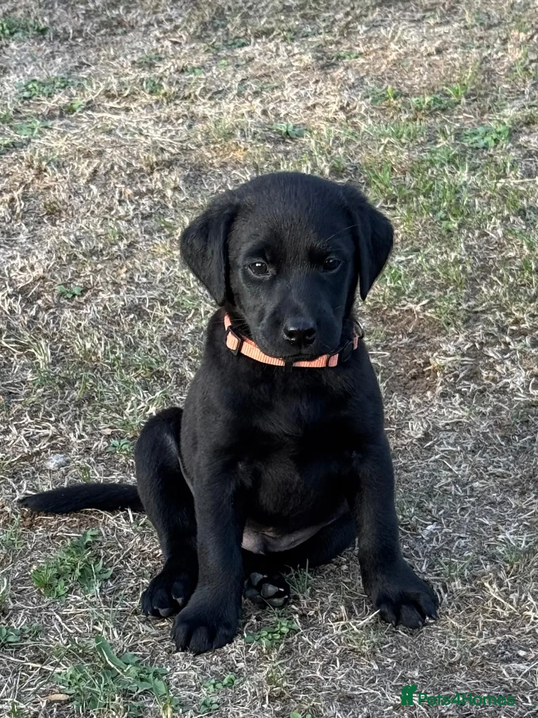 Labrador Retriever dogs for sale: Puppys For Forever Homes - Advert 16