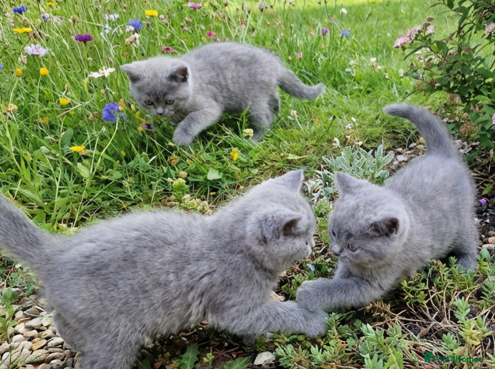 British Shorthair cats 3 blue Britishshorthair kittens Girls  for sale - Advert 13