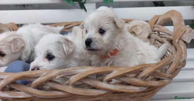 Mixed Breed dogs - Advert 3