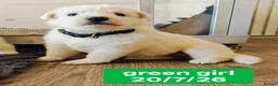 White Swiss Shepherd dogs for sale: Stunning KC reg long-coated White Swiss Shepherd - Advert 12