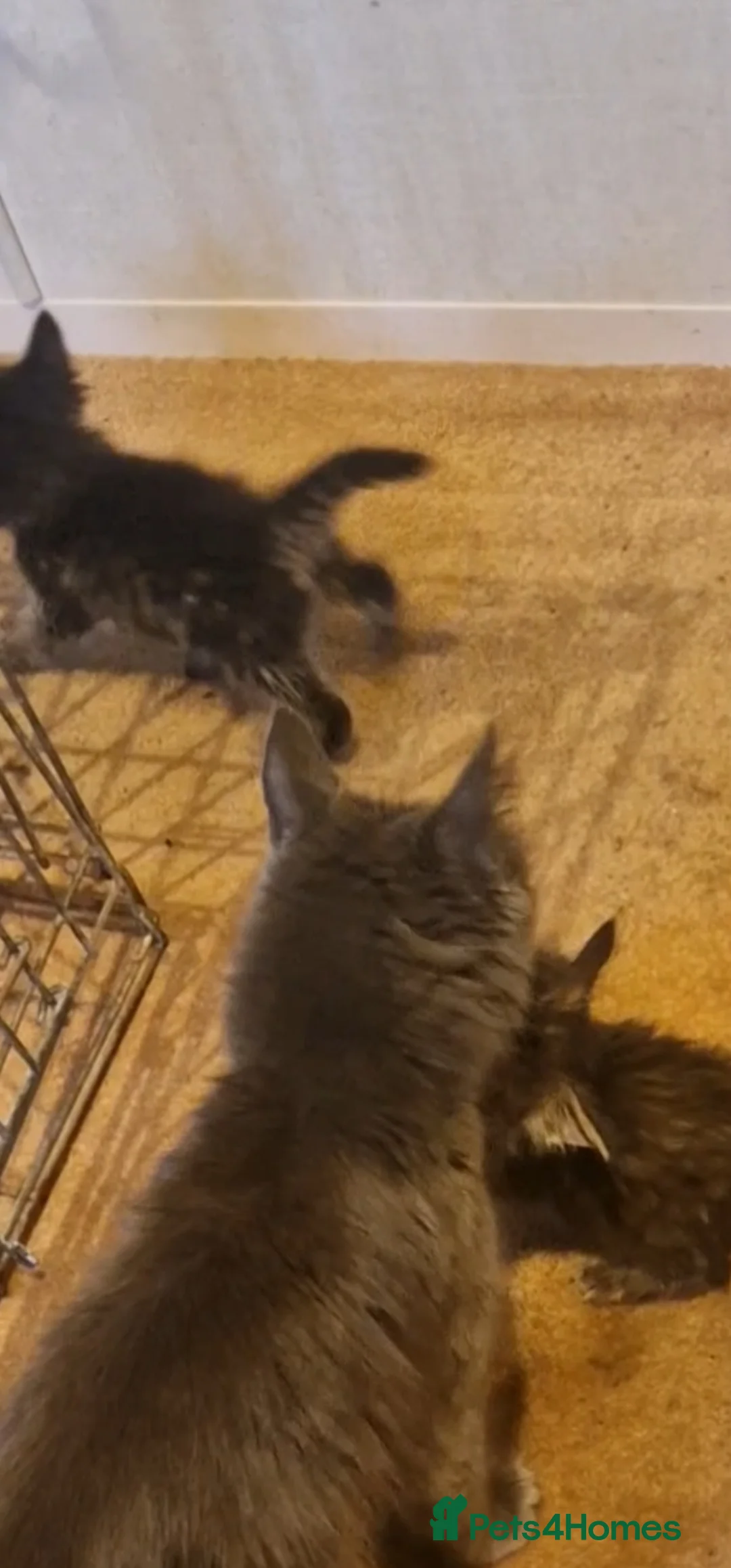 Mixed Breed cats for sale: Kittens looking for their new forever home in Peterborough - Advert 11