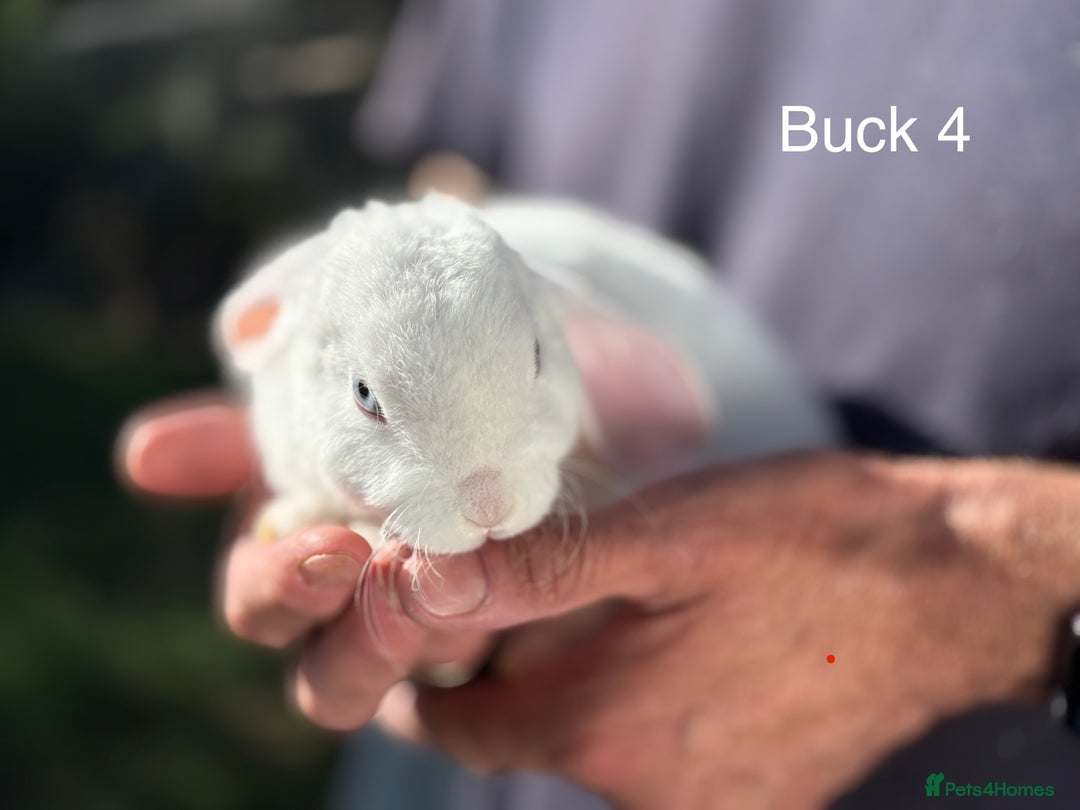 Mini Lop rabbits for sale: Gorgeous Pure Mini Plush Lops - Image 9