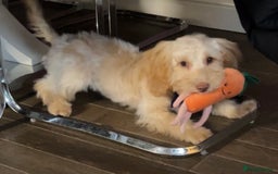 Cockapoo dogs for sale: F3 6 Month Old Cockapoo (Ralph) - Advert 8