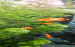Platies fish for sale: Red Platy  - Image 1