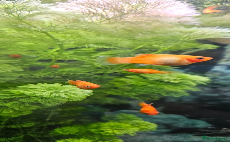 Platies fish - Advert 1