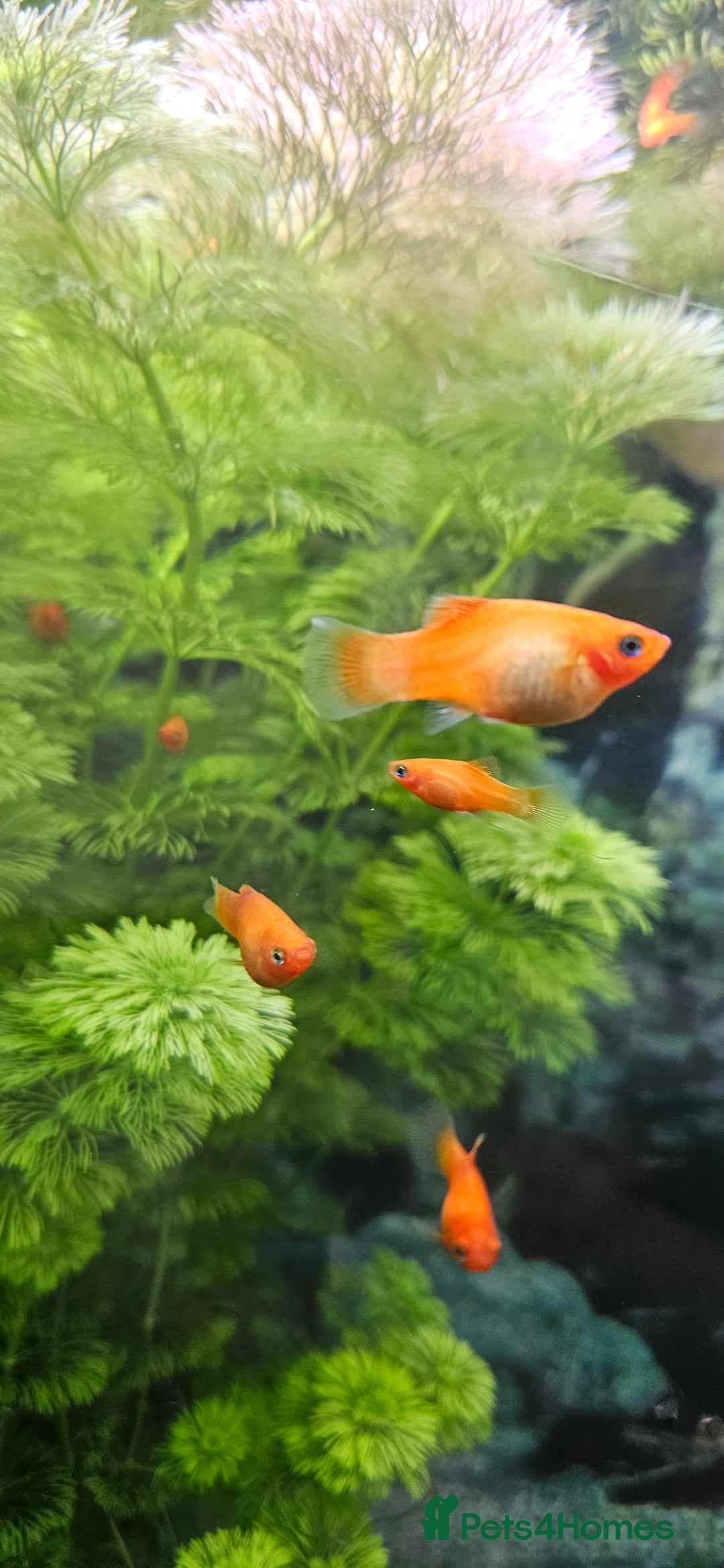 Platies fish for sale: Red Platy  - Image 1