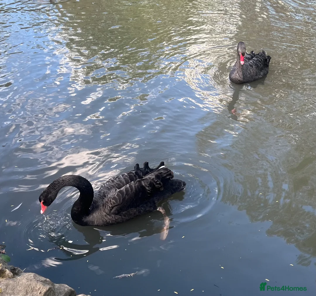 Mixed Breed birds for sale: Australian Black Swan Hatching  in Aylesford - Advert 2