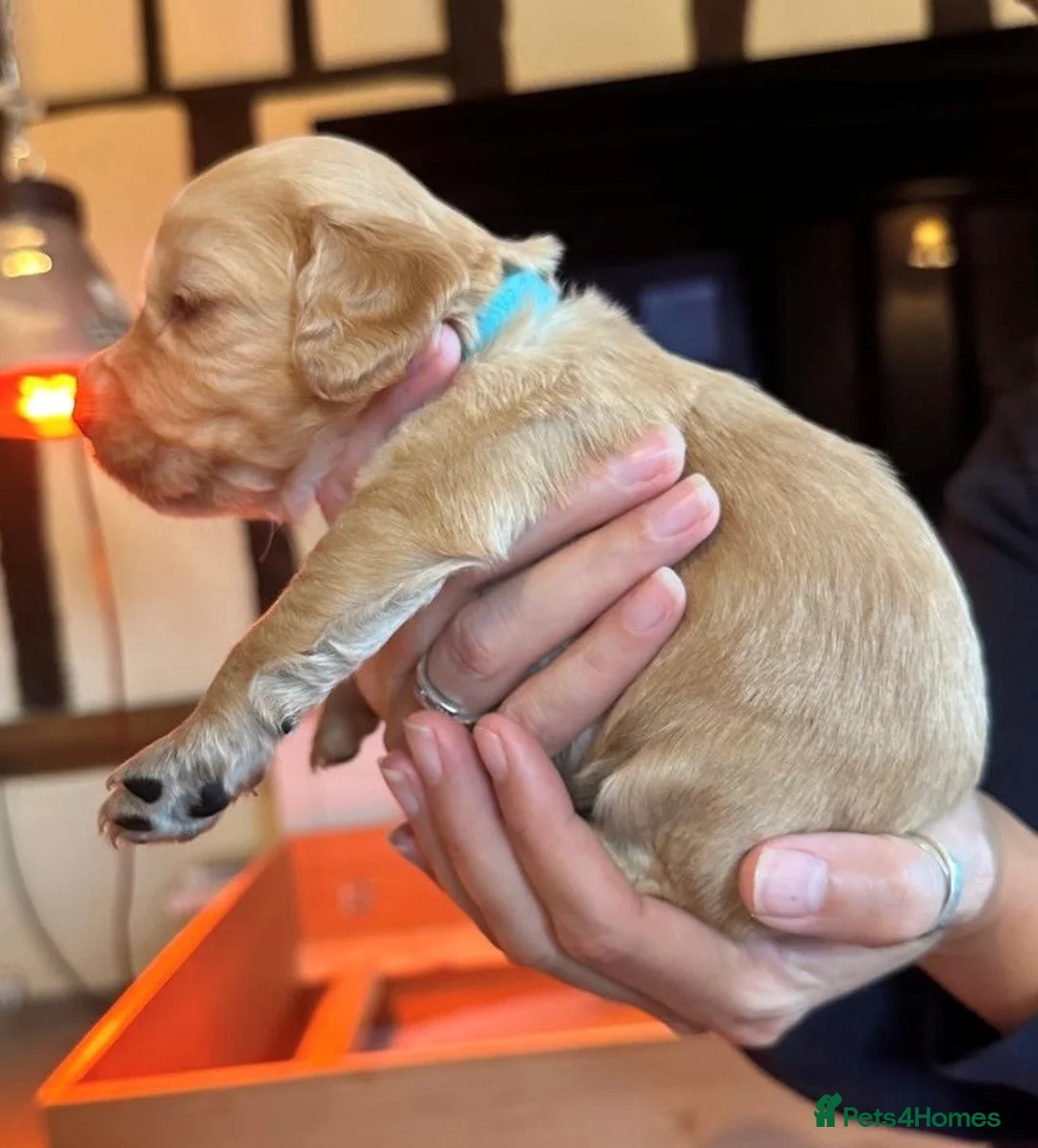 Cocker Spaniel dogs for sale: KC Registered Red Working Cocker Spaniel Puppies  - Advert 4