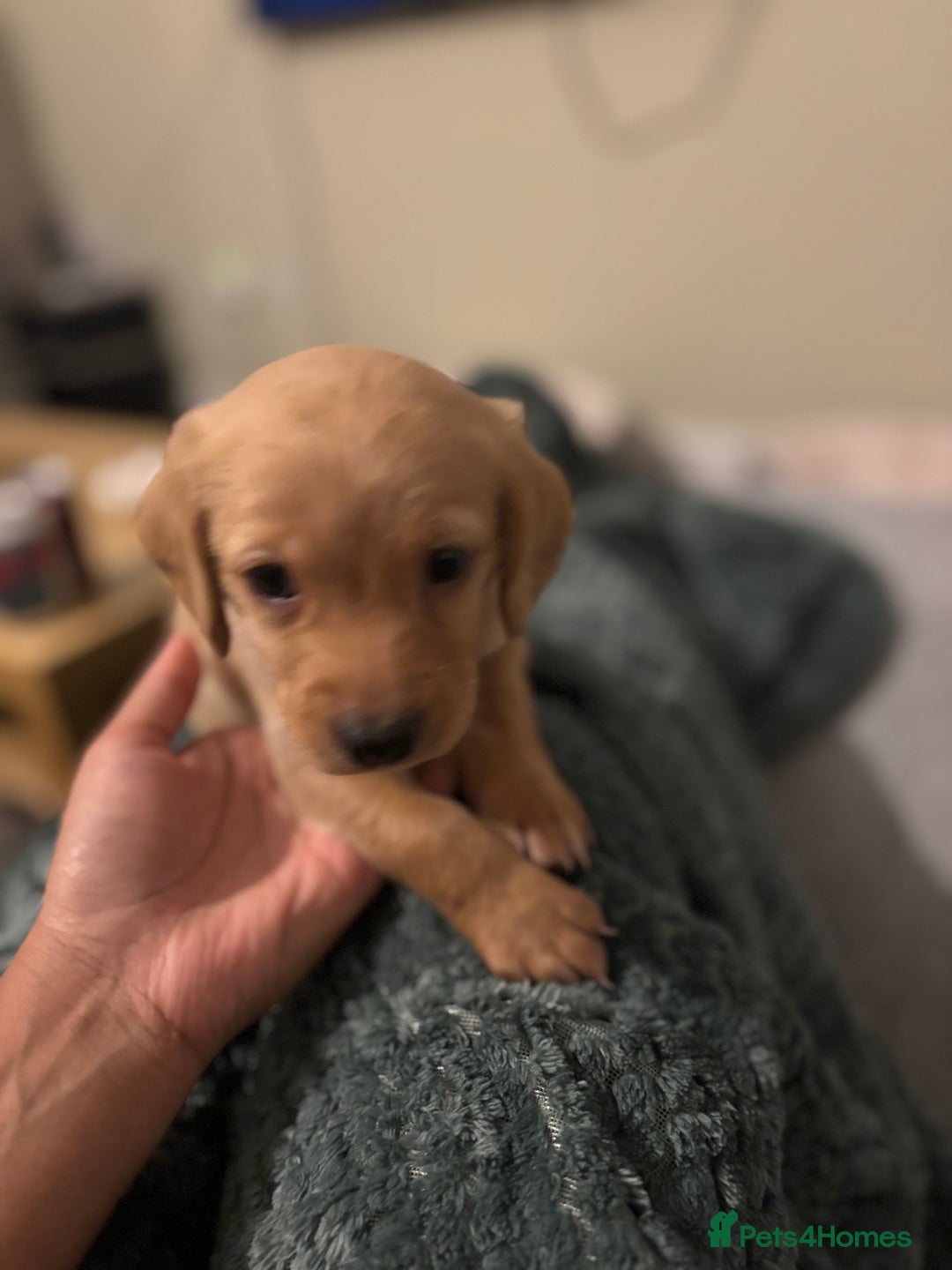 Mixed Breed dogs for sale: Lovely Cockapoo x miniature Labradoodle puppies!  - Advert 5