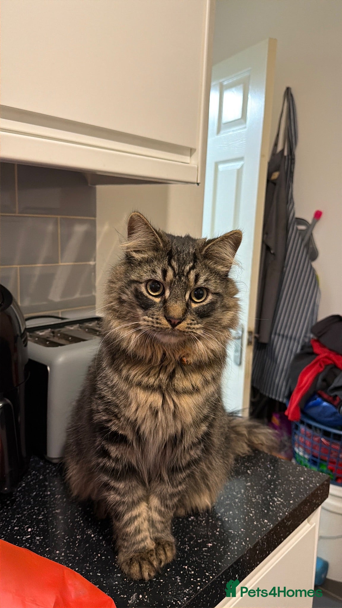 Siberian cats Beautiful Cat Looking for a Loving Home 🐱 - Advert 3