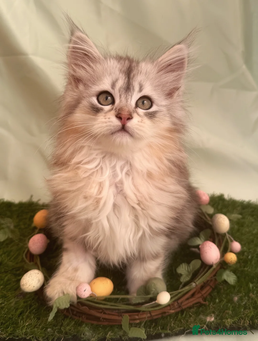 Siberian cats for sale: Wawura Siberians intro the Stranger Things Litter! - Advert 1