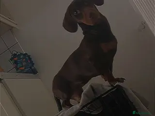 Miniature Dachshund dogs Miniature dachshund - Advert 6