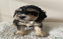 Cockapoo dogs for sale: Adorable F1 Cockerpoo puppies - Image 20