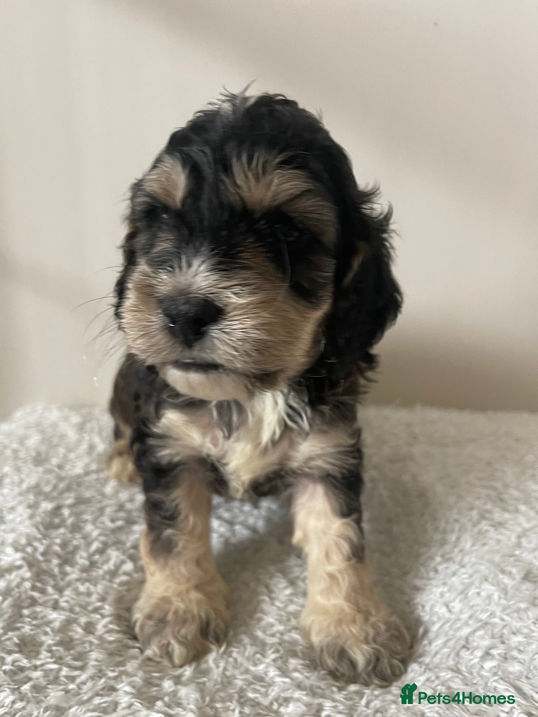 Cockapoo dogs for sale: Adorable F1 Cockerpoo puppies - Image 20