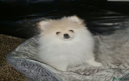 Pomeranian dogs for sale: KC registered Adorable White Pomeranians boy, girl - Image 6