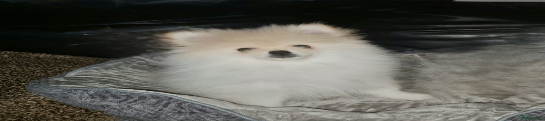 Wally