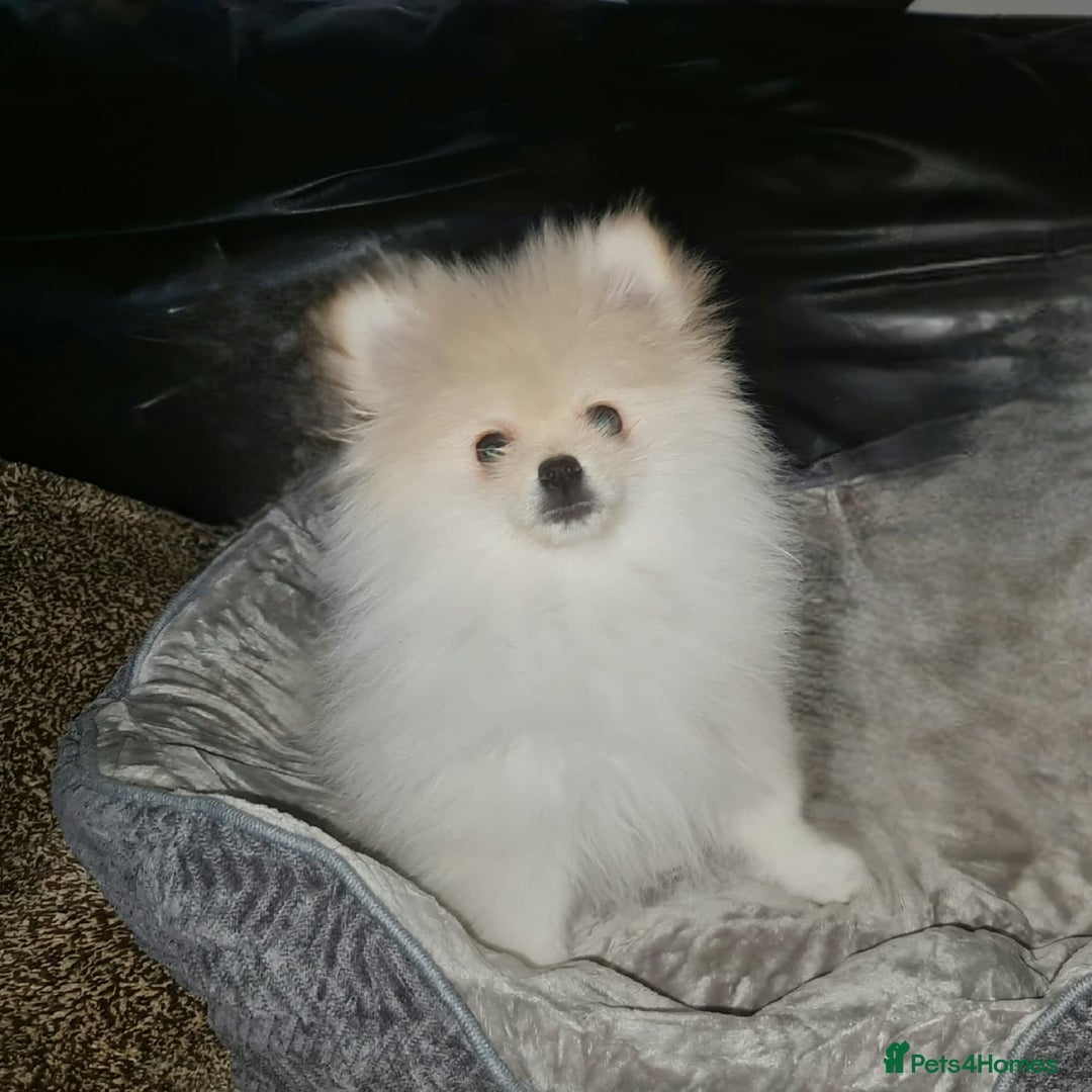 Pomeranian dogs for sale: KC registered Adorable White Pomeranians boy, girl - Image 6