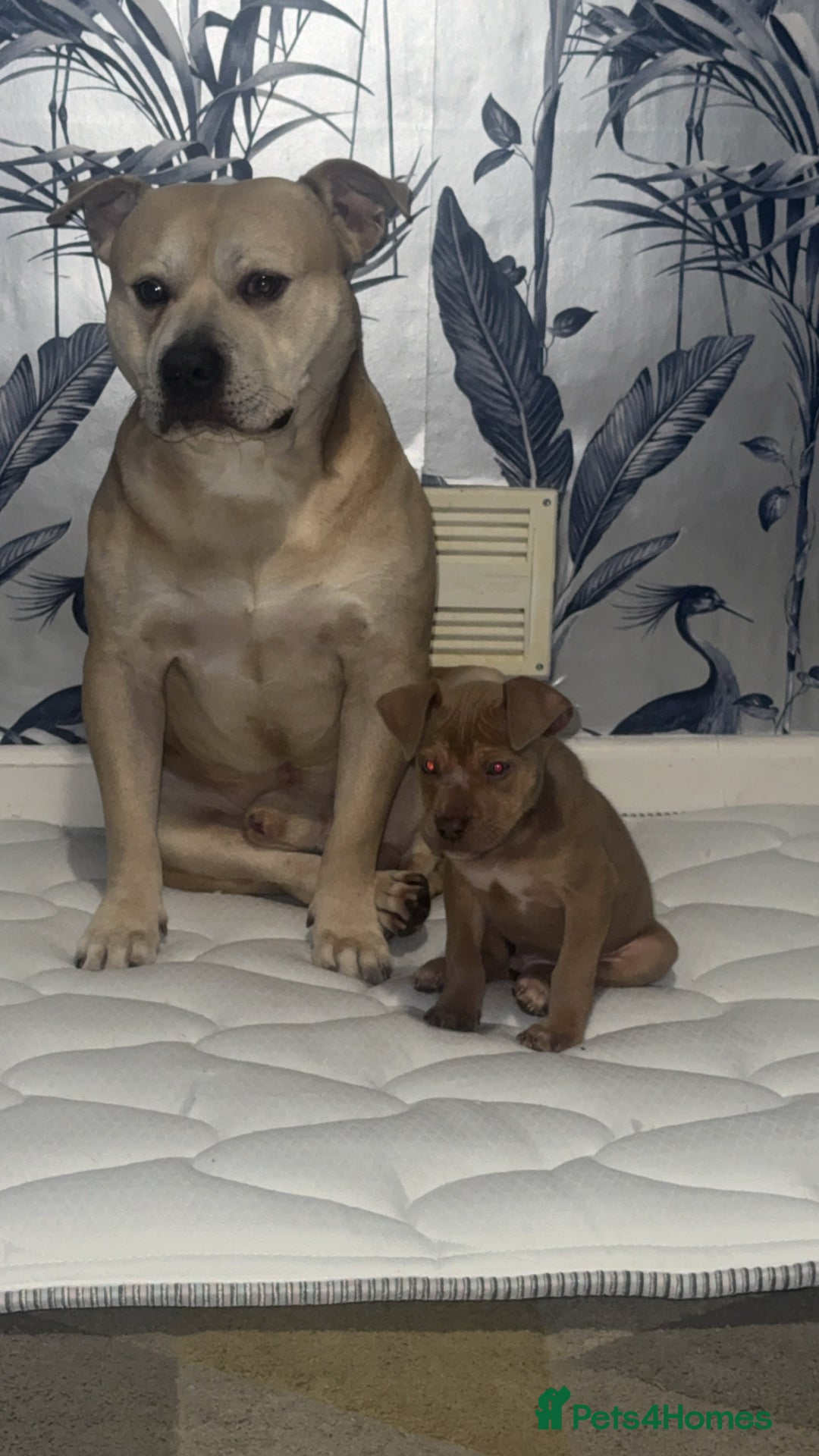 Mixed Breed dogs for sale: Bully cross  - Advert 3