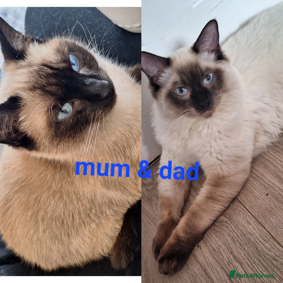 Ragamese cats for sale: Ragamese kittens  - Advert 2